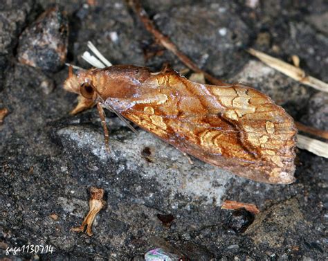 金黃色的蛾|肖金裳蛾 Plusiodonta coelonota